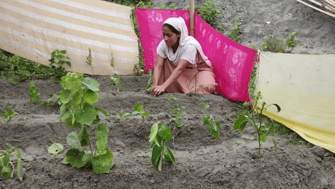 Aman livelihood initiative